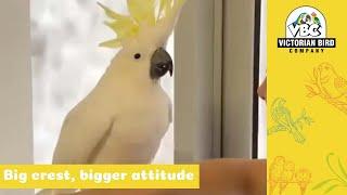 Awesome Sulphur Crested Cockatoo | Victorian Bird Co