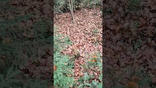 Carpathians. The last mushrooms of autumn. #mushrooms #грибы #carpathians #karpaty #autumn