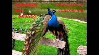 ПАВЛИНЫ/РАЗВЕДЕНИЕ ПАВЛИНОВ/СОДЕРЖАНИЕ ПАВЛИНОВ/peacocks, peacock breeding/ the contents of peacocks