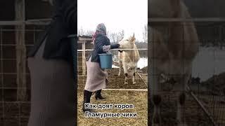 Как доят коров  гламурные чики 