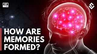 How Are Memories Created & Stored? Brain Anatomy | The World Of Science