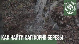 Как найти кап корня березы