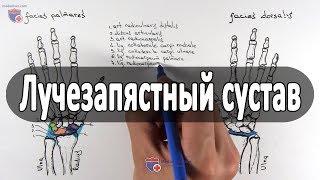 Анатомия лучезапястного сустава - meduniver.com