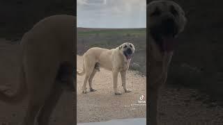 #sivokkennel SONCU Sirtlan  #kangal #malaklı