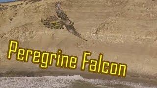 Inverted Peregrine Falcon Dive - Crazy Maneuver!