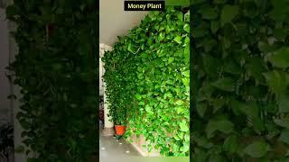 5 बेल वाले पौधे/Vine Plants/Climber Plants/Creeper Plants