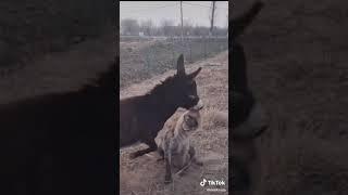 осел напал на гиену смешное видео donkey attacked a hyena funny animal video