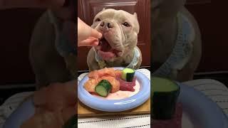 #shorts #food #dog #youtubeshorts