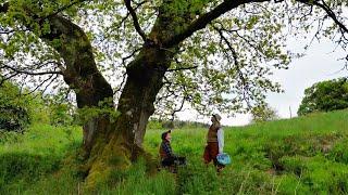 Property Tour - Ancient Trees - Peacock Pen - Scottish Country House Life (Living in Scotland)