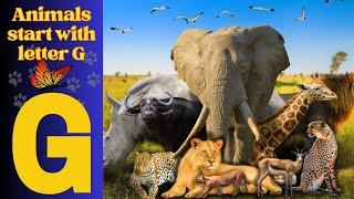 Animals Starting With G| Learn Animal Words That Start With Letters G #animals