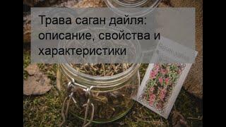 Трава саган дайля: описание, свойства и характеристики