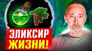 Секретный компонент ЭТОЙ хвои даст здоровье и энергию!