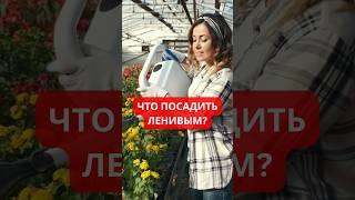  Эти растения для «занятых» и  «ленивых»