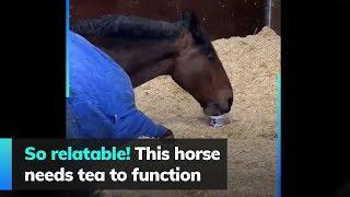 So relatable! This horse needs tea to function