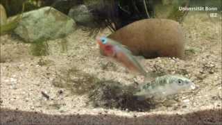 Three-spined stickleback Gasterosteus aculeatus