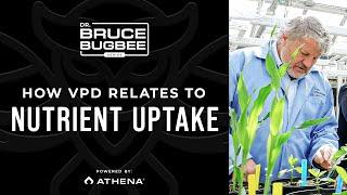 Bruce Bugbee Series – How VPD Relates to Nutrient Uptake