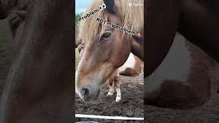 not my problem #heppa #horse #hevonen #hevoset #horses #poni