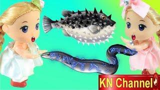 KN Channel BÚP BÊ CÂU CÁ NÓC VÀ CÁ CHÌNH ĐIỆN Đồ chơi trẻ em CỦA BÉ NA