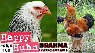 Riesenhühner! Brahma-Hühner im Portrait mit Zwerg-Brahma - Haltung, Zucht, Farben - HAPPY HUHN E109