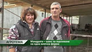 Агротема: Мандрата – шанс за оцеляване на една млечна ферма, автор: Галина Недкова