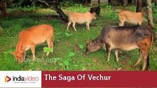 The Saga of Vechur | India Video