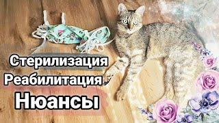 Стерилизация кошки | Послеоперационный период и какие нюансы были у нас