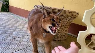 Caracal Gera big cat