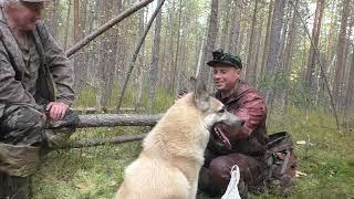 Вот и по боровой открылись. Выводки попрятались. Охота осенью на рябчика с манком.