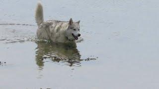 Hot HUSKY enjoys a dip to cool his MELTING FLUFF ~ Estuary views ~ birds