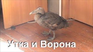 Утка Гага и ворона Капля