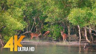 Sundarbans - The World’s Largest Natural Mangrove Forest, India - 4K 60fps Nature Relax Video