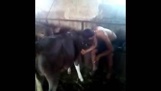 Inch kochel ays ser@