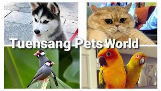 Tuensang Pets World shop‍