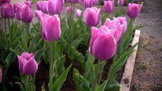 How to Grow Tulips | At Home With P. Allen Smith