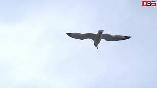 Burung Camar Terbang