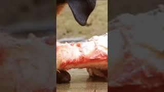 Testing the Bite Force of a Rottweiler