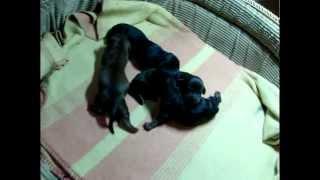 Милые щенята таксы || Cute duchshund puppies