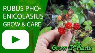 Rubus phoenicolasius - grow & care (Wineberry)