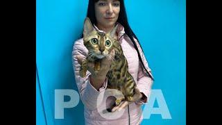 Бенгальская кошка. Участник выставки кошек PCA on-line.
