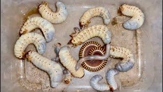Catch Venomous Giant Beetles Grubs, Giant Millipede, Red Spotted Millipede, Small White Millipedes