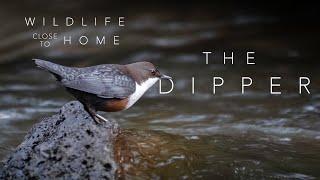 The Dipper - the UK's only aquatic songbird! Wildlife Close to Home // Wildlife film reel