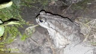 Sapo Argentino. Argentine Toad (Rhilella arenarus) #Plottier #Fauna #Bichos #RioLimay