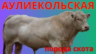 Аулиекольская порода - секреты аулиекольской породы КРС