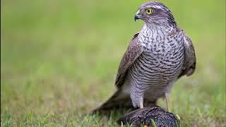 Accipiter nisus