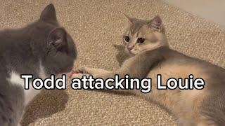 Todd loves sneak attacking Louie