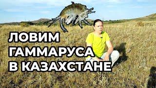 Шемонаиха. Ловим гаммаруса - отличный корм для рыбок. Казахстан, корм для аквариумных рыбок.