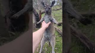 Joey Attacks me after my dog chases it #australianwildlife #animal #Kangaroo #wildlife #dog