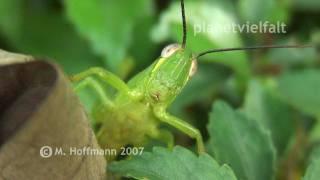 Kurzfühlerschrecke bei Yogyakarta, Java, Grasshopper