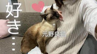 【可愛すぎ】帰宅直後の飼い主に身体をすり寄せる保護猫【元野良猫】