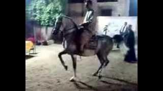 Traditional Egyptian Horse Dance